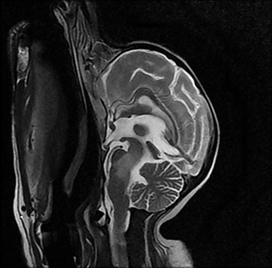 Fond image IRM diagnostic vétérinaire Fond image IRM diagnostic vétérinaire