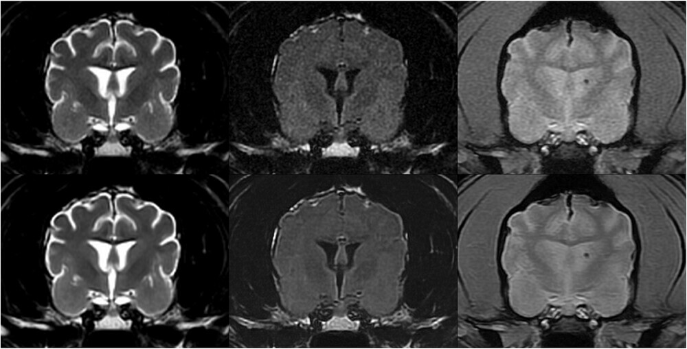 A Veterinary DICOM-Based Deep Learning Denoising Algorithm Can Improve Subjective and Objective Brain MRI Image Quality