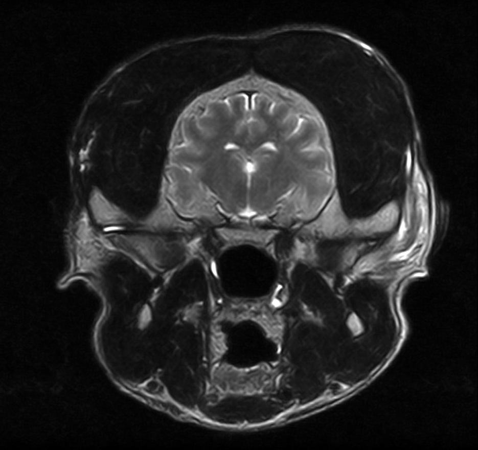 Transverse T2-weighted brain MRI enhanced with HawkAI, acquired on an Esaote Vet-MR Grande with 50% reduced acquisition time.