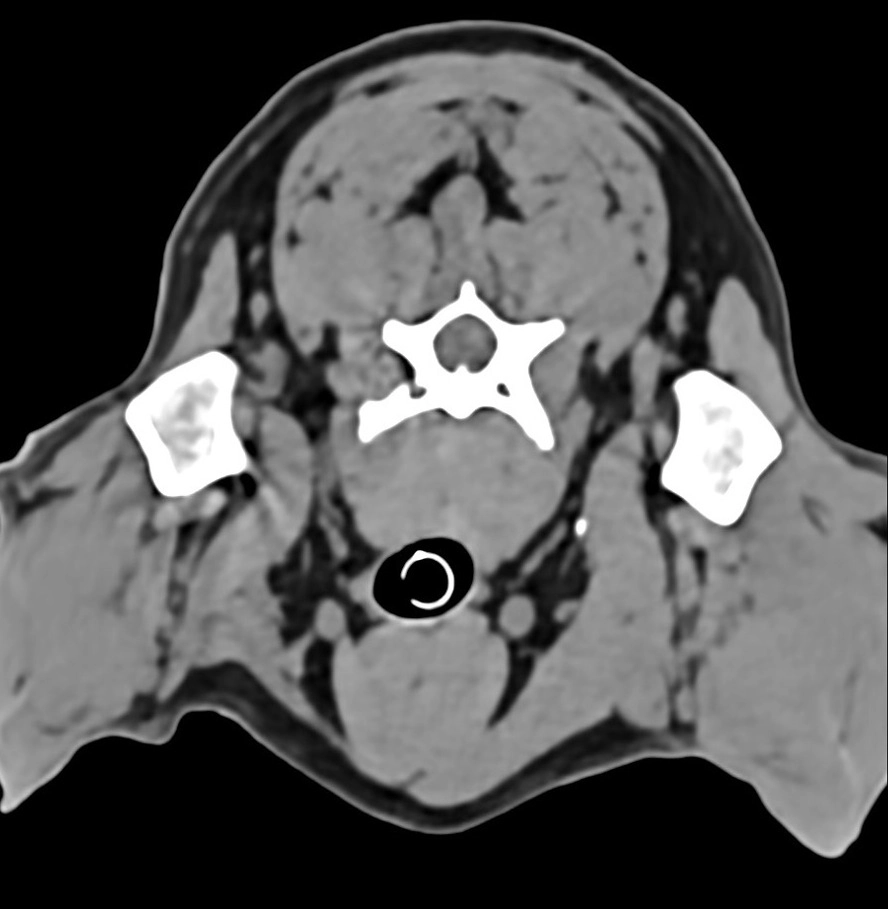 獣医師向けの高度なCBCT、CT、MRI画像診断ソリューション