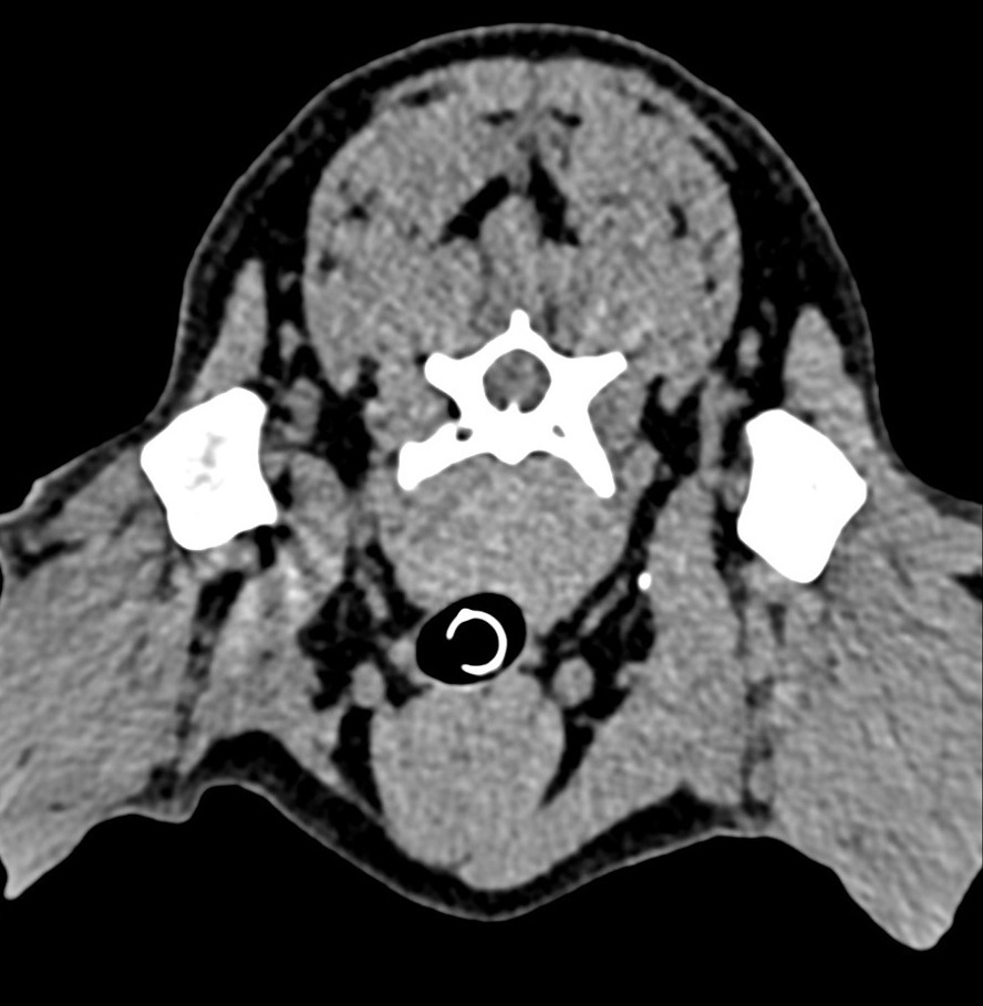 小動物の画像診断 獣医師向けの高度なCBCT、CT、MRI画像診断ソリューション