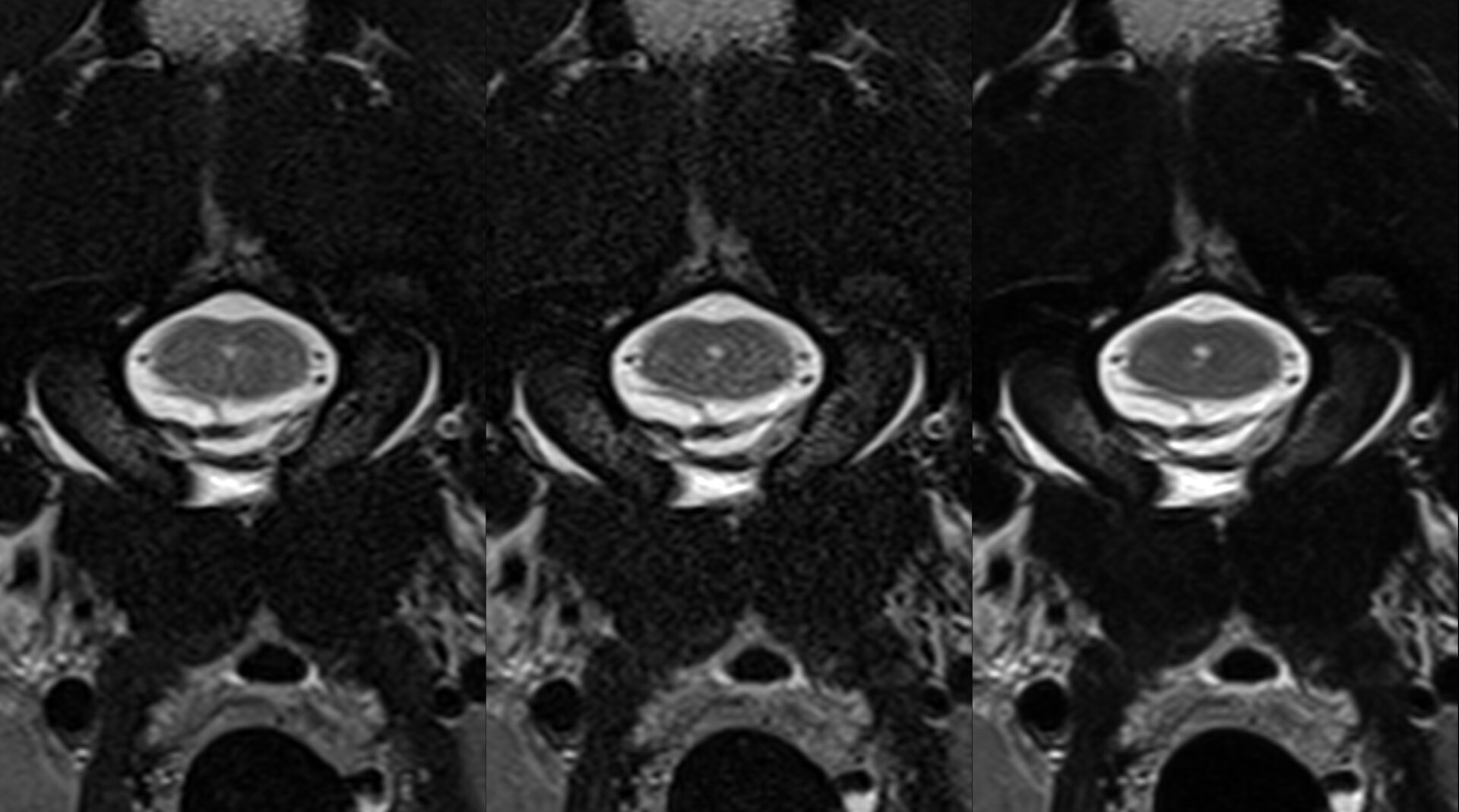 Unique veterinary protocols expertize